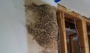 Water Damage Caused Mold Growth On Drywall